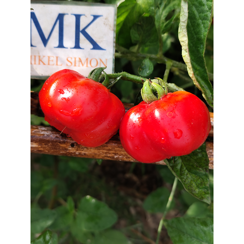 Tomate Criole Quetzaltepeque sēklas - pirkt internetā