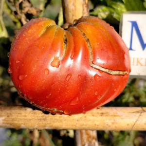 Tomate Dwarf Pink Pasion semena - koupit online