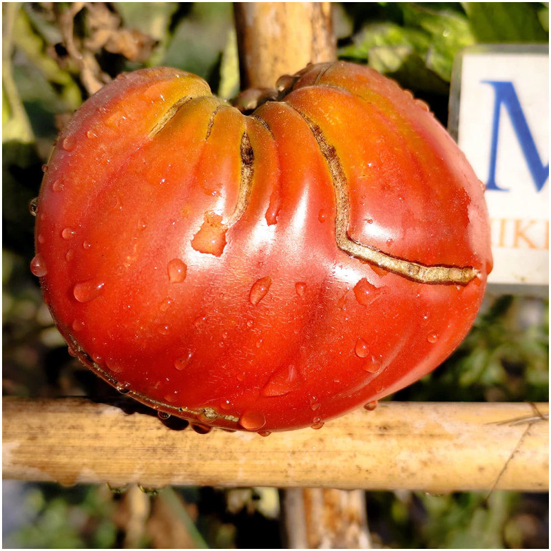 Tomate Dwarf Pink Pasion sjemenke - kupovina