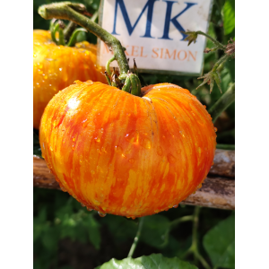 Tomate Lava Flow sēklas - pirkt internetā