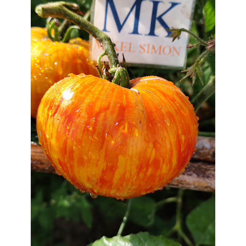 Tomate Lava Flow sjemenke - kupnja