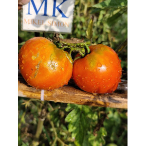 omate Beef Heart Orange seme - kupite online