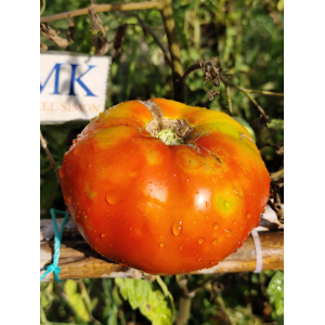 Tomate Bonne Fee sēklas - pirkt internetā