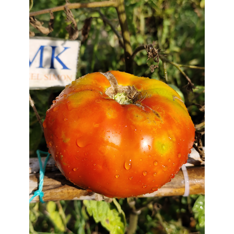 Tomate Bonne Fee siemenet - osta verkosta