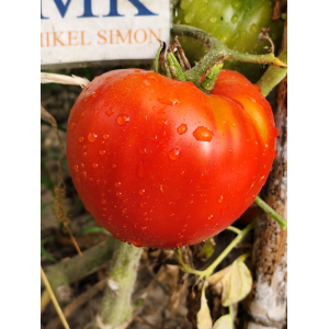 Tomate Emperador Tchou Fou frön - köp online
