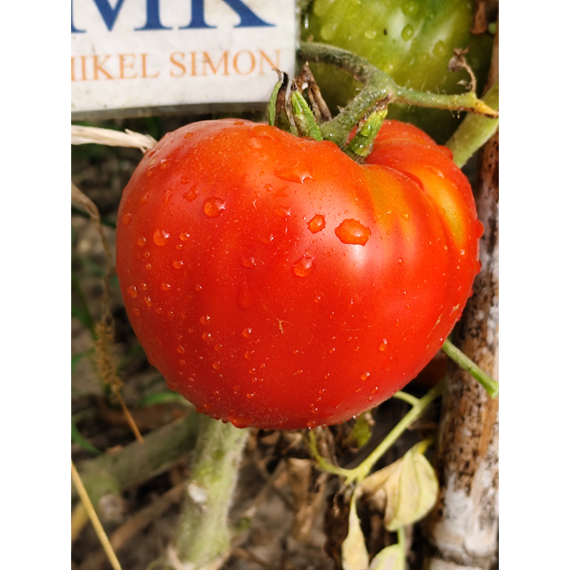 Tomate Emperador Tchou Fou semená - kúpiť online
