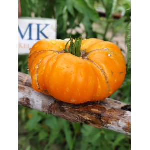 Tomate Bison Orange σπόροι - αγορά online
