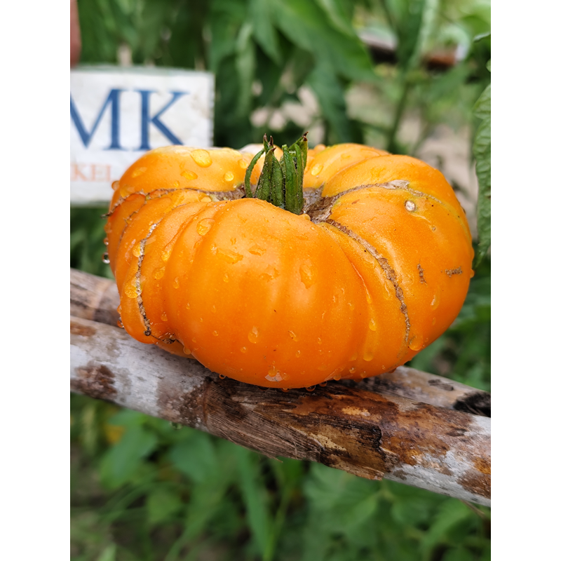 Tomate Bison Orange semená - kúpiť online