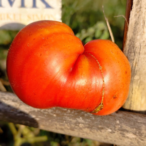 Tomate Dulces de Fagaras seemned - osta veebist