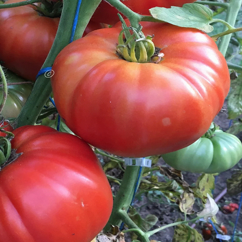 Tomate Demit De Rosoy sēklas - pirkt internetā