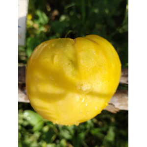 Tomate Heart Beef Yellow siemenet - osta verkosta