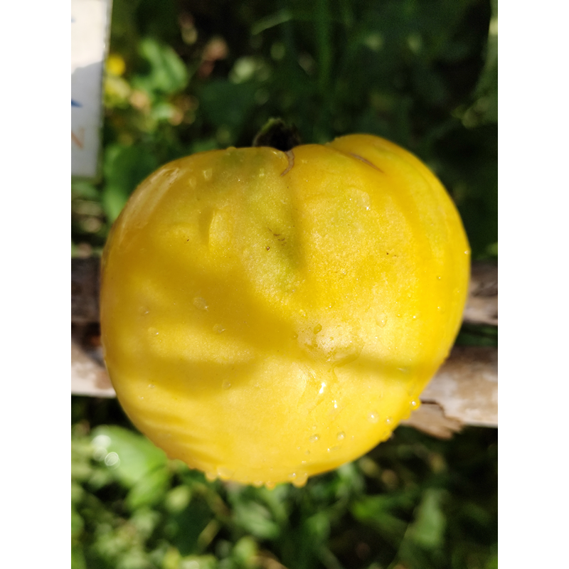 Tomate Heart Beef Yellow siemenet - osta verkosta
