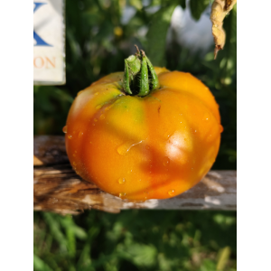 Tomate Burpee Delicious σπόροι - αγορά online