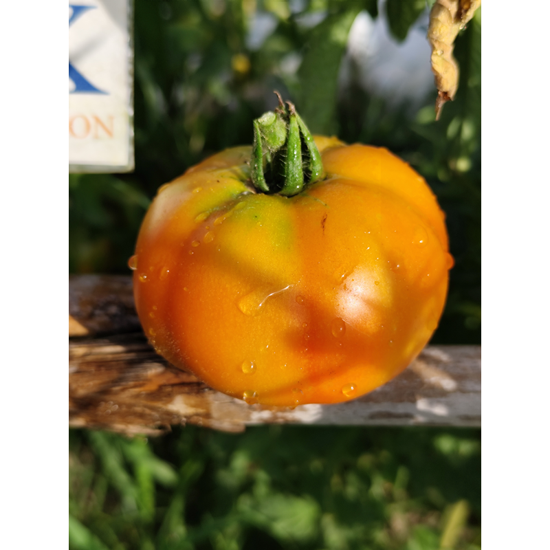 Tomate Burpee Delicious semințe - cumpără online
