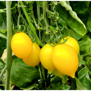Tomate Piennolo Yellow of Vesuvio — купить семена