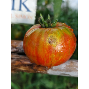Tomate Berkeley Tie Dye Red sementes - comprar online