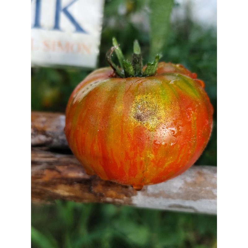 Tomate Berkeley Tie Dye Red semințe - cumpără online