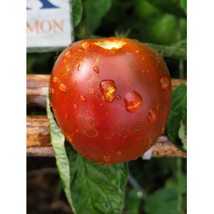 Tomate Miss Kennedy sjemenke - kupovina