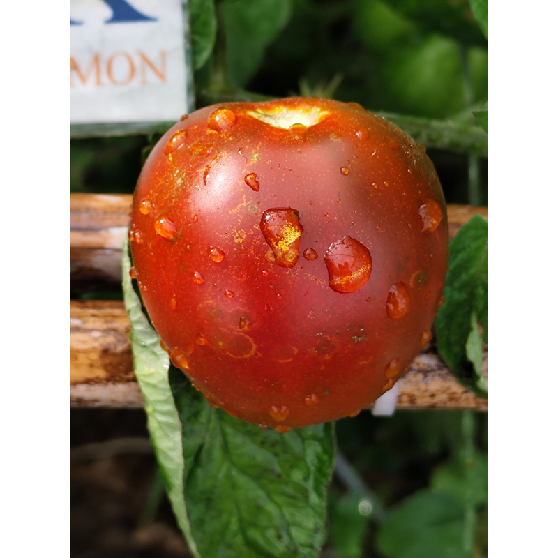 Tomate Miss Kennedy semena - koupit online