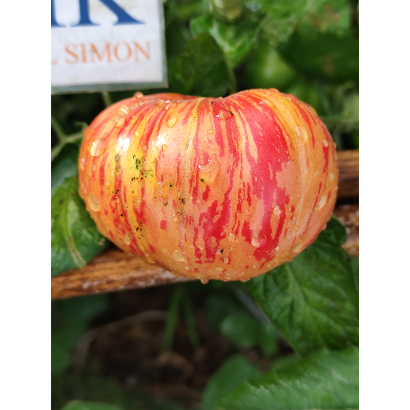 Tomate Hippie Zebra frø - kjøp på nett