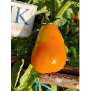 Tomate Mila semena - koupit online