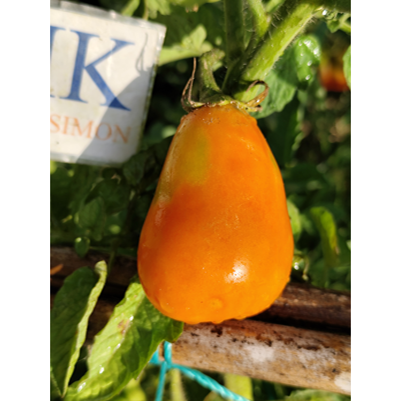 Tomate Mila frø - kjøp på nett