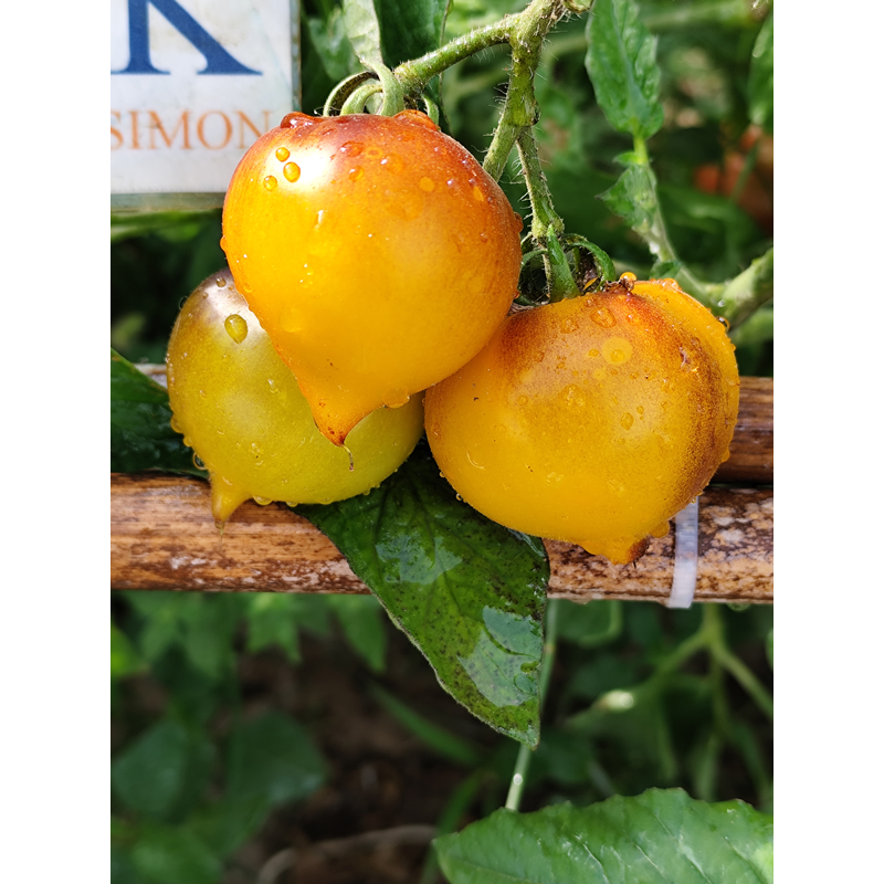 Tomate Beautiful Heart semena - koupit online