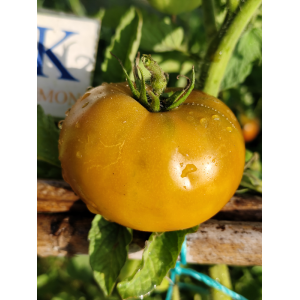 Tomate Kiwanis sementes - comprar online