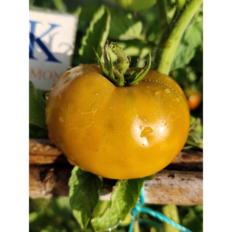 Tomate Kiwanis Samen kaufen
