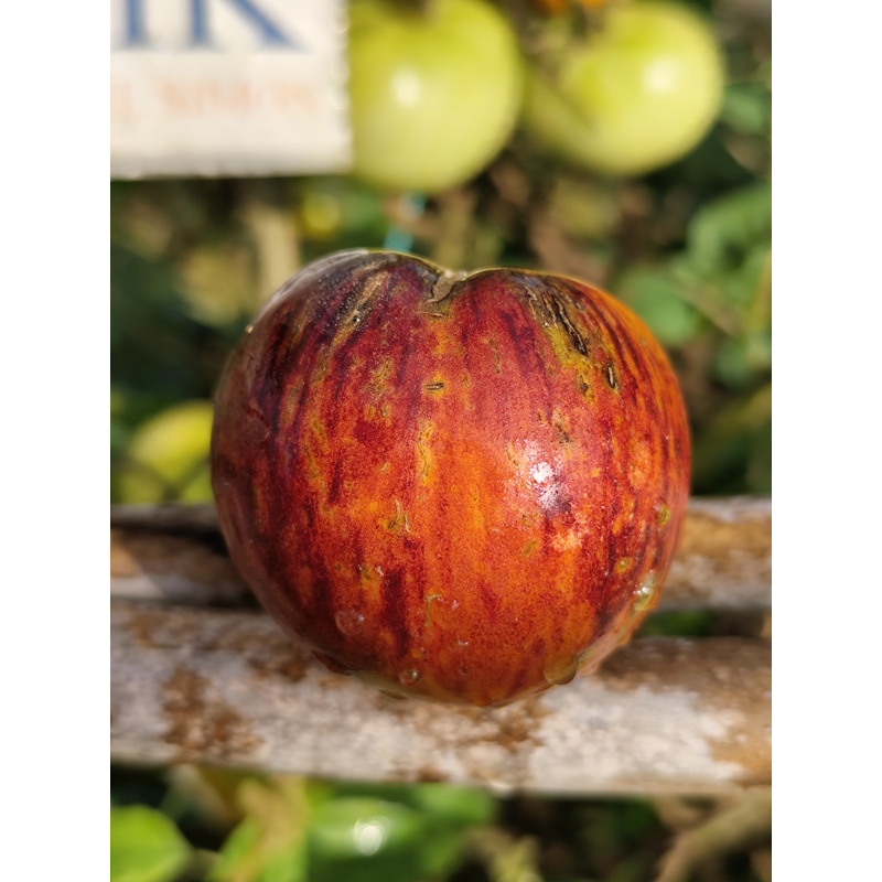 Tomate de Saint Jean de Beuregard Samen kaufen