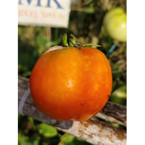 Tomate Subartic Plenty semințe - cumpără online