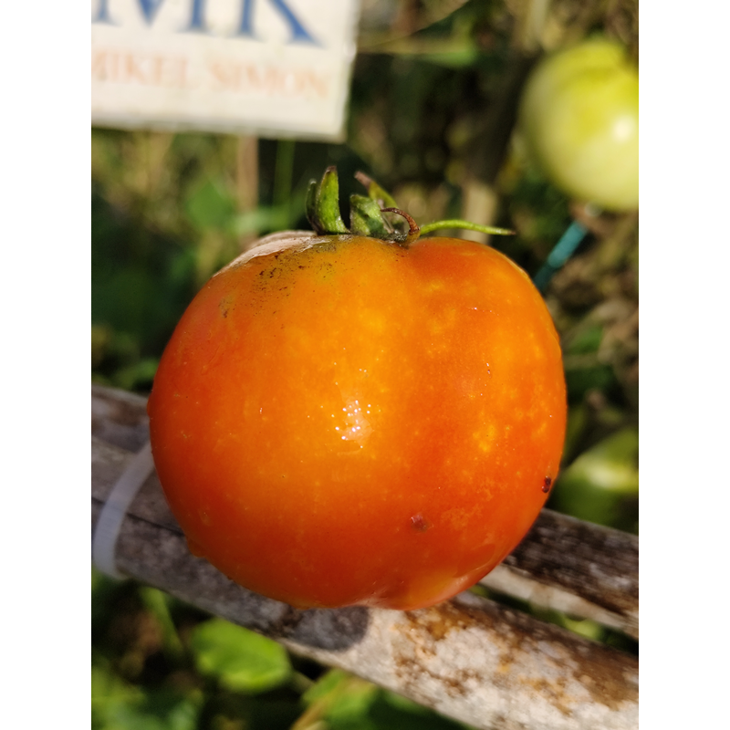 Tomate Subartic Plenty semințe - cumpără online