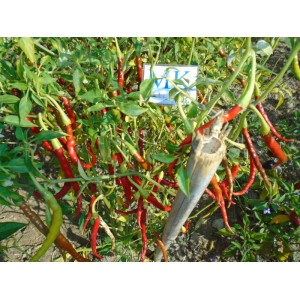 COLA DE RATA, 20 seeds, sėklos, cosecha propia sėklos - pirkti in
