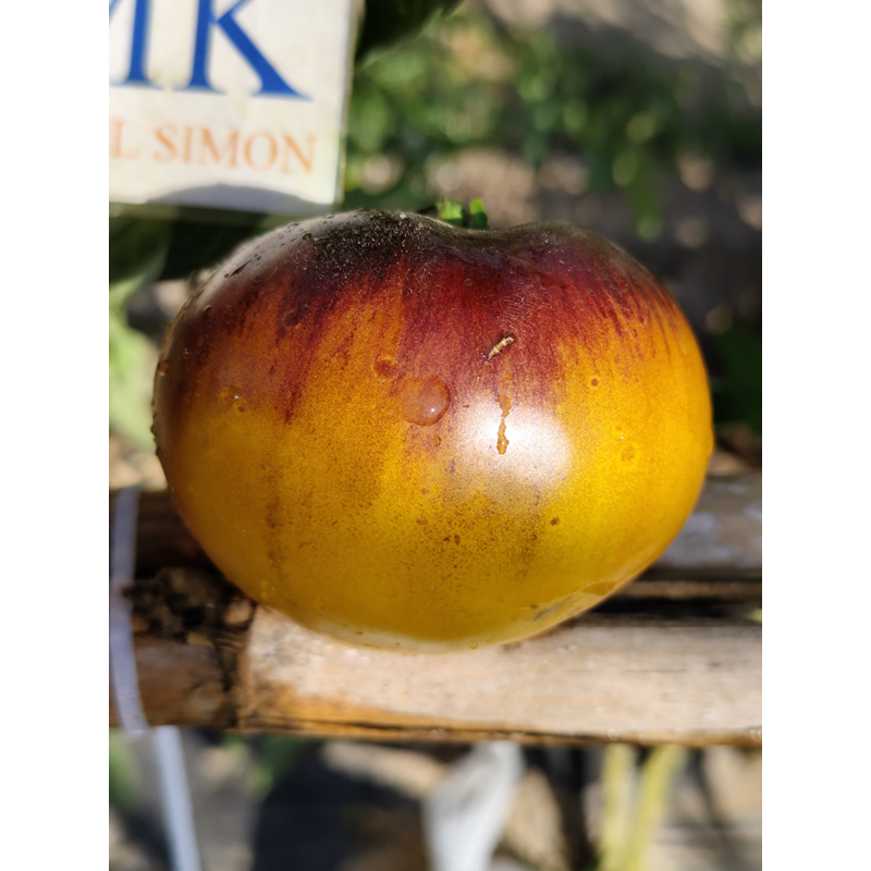 Tomate Wolverine semena - nakup prek spleta