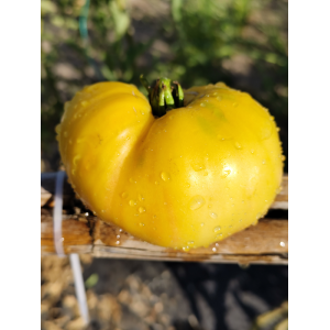 Tomate Grandma Josie's Amish White sėklos - pirkti internetu