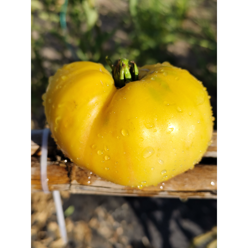 Tomate Grandma Josie's Amish White siemenet - osta verkosta