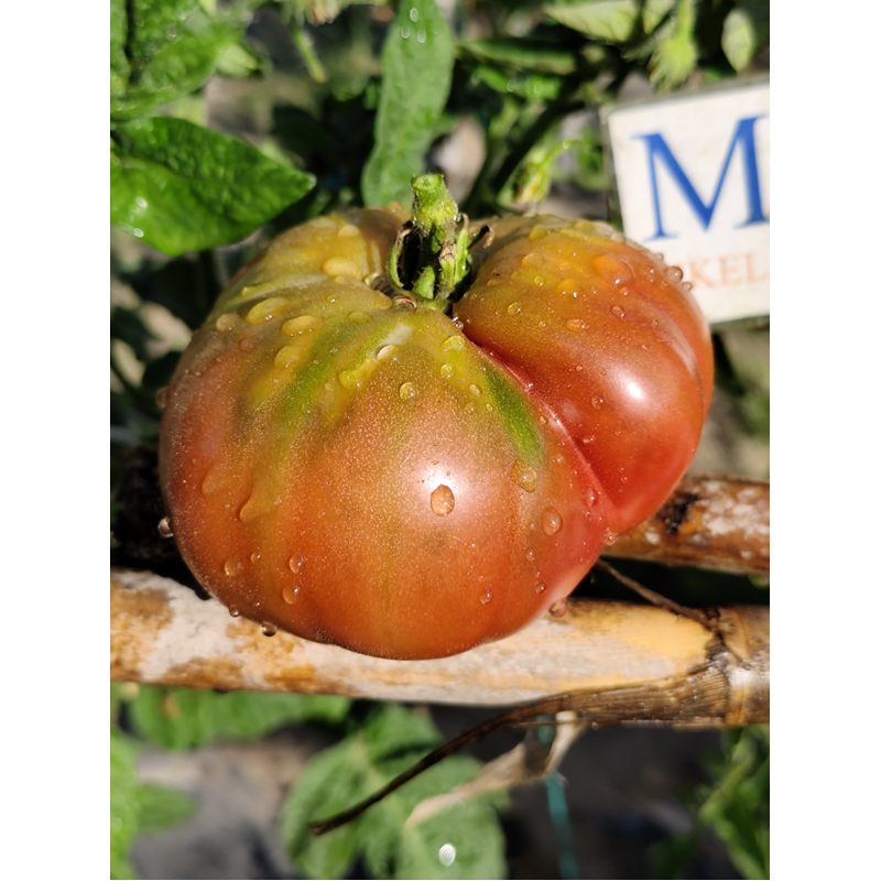Tomate Indian Stripe semena - nakup prek spleta