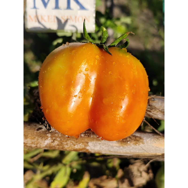 Tomate Liberty Bell semena - nakup prek spleta