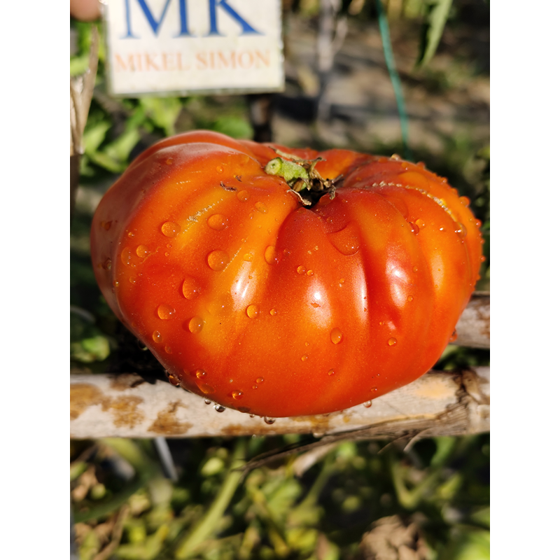 Tomate Beauty of Poitou насіння - купити онлайн