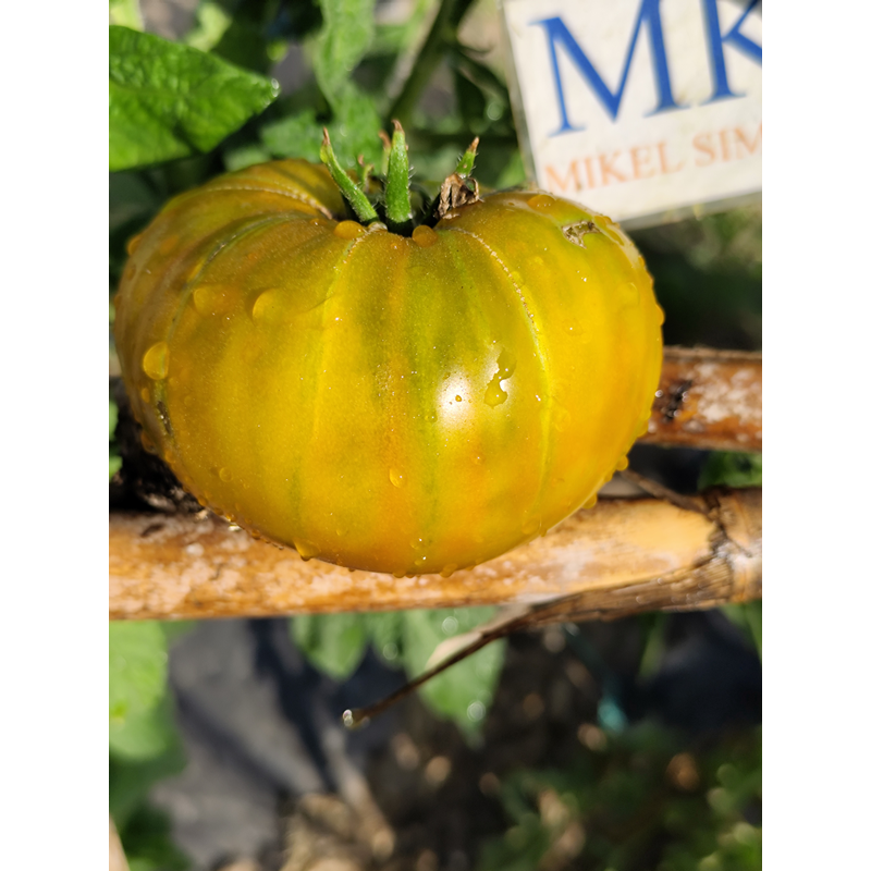 Tomate Babbau Rhum — купить семена