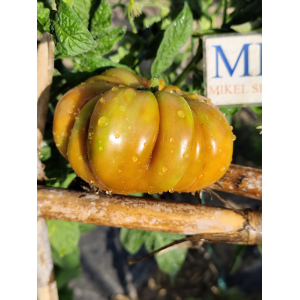 Acheter graines Tomate Flower of Reack