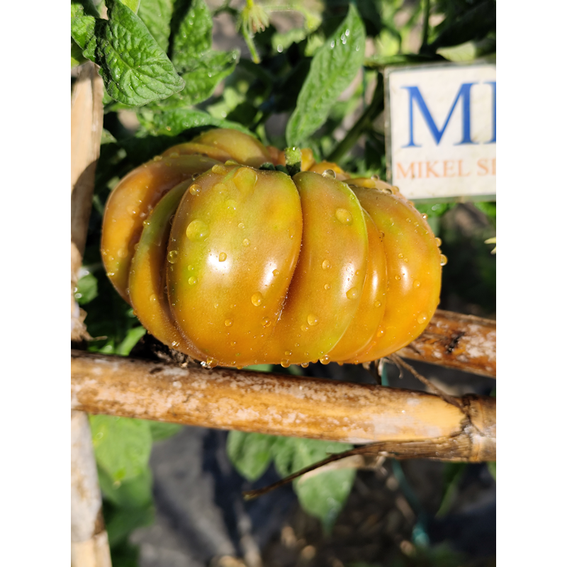 Tomate Flower of Reack semena - koupit online