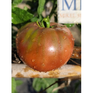 Tomate Frakenstein Black — купить семена