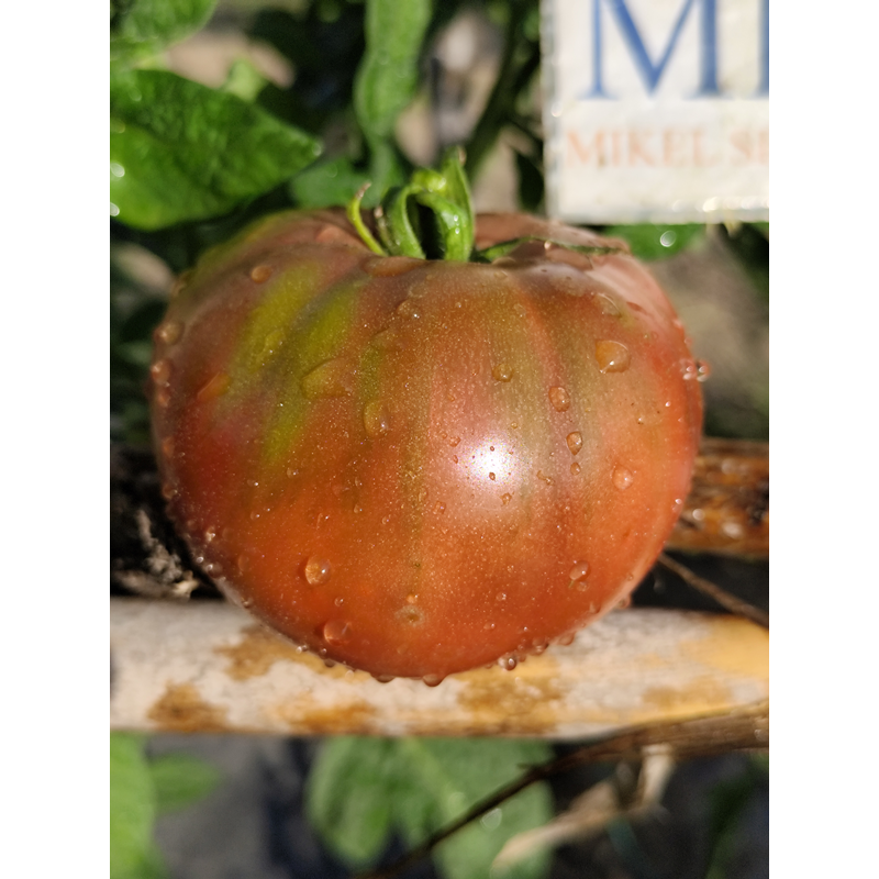 Tomate Frakenstein Black semena - koupit online