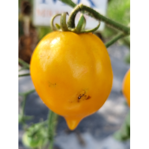 Tomate Citrina nasiona - kup online