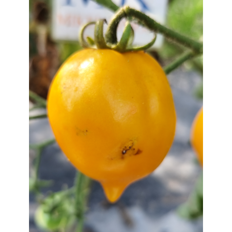 Tomate Citrina sjemenke - kupnja