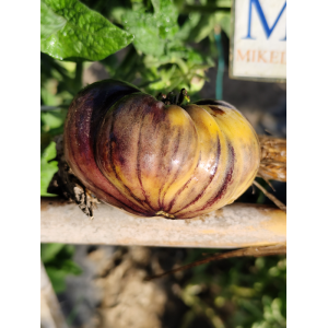 Tomate Apple Purple semena - koupit online