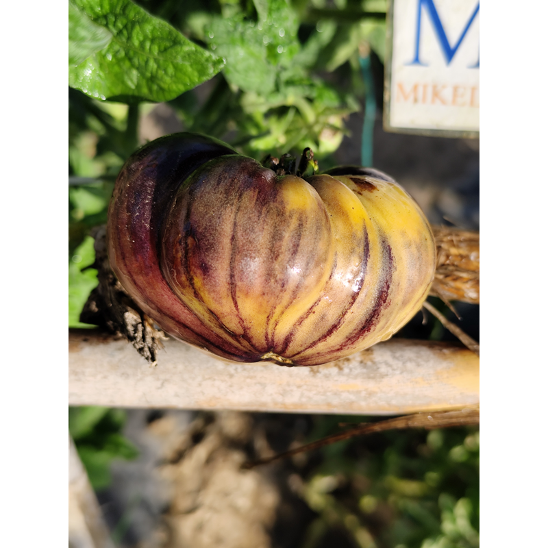 Tomate Apple Purple sjemenke - kupovina