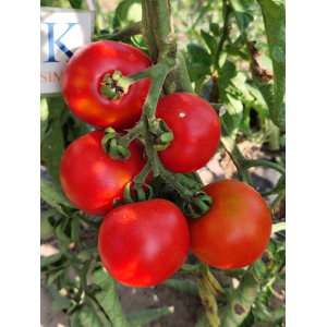 Tomate Gloire de Versailes seeds - buy online