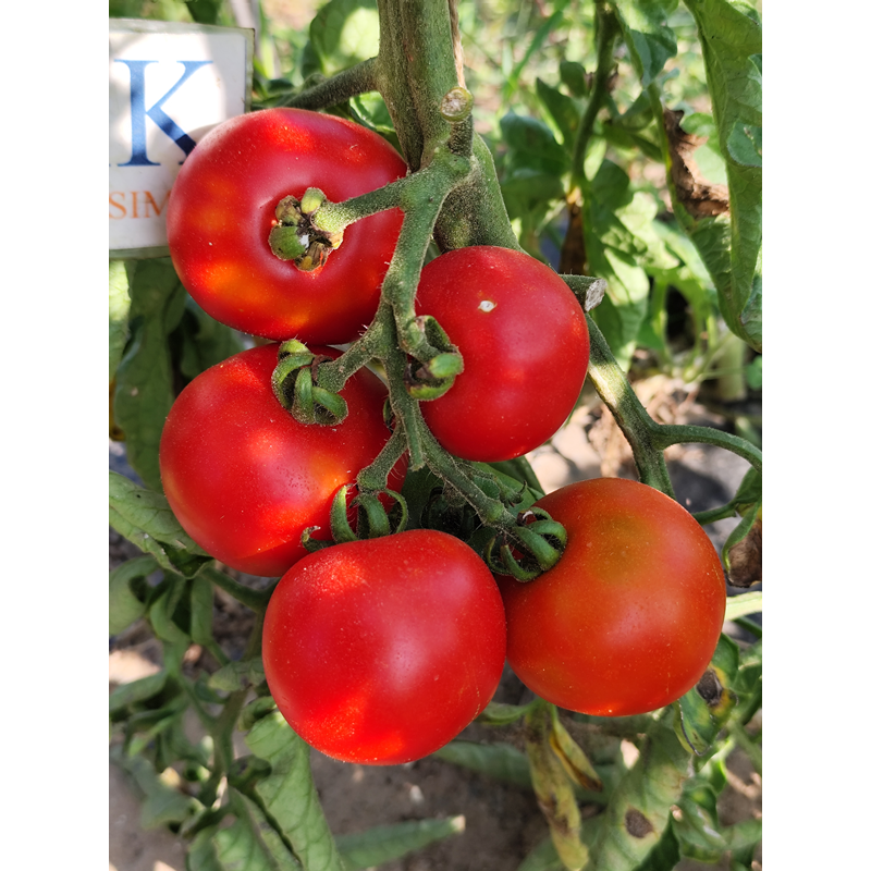 Tomate Gloire de Versailes nasiona - kup online